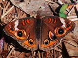 Junonia coenia