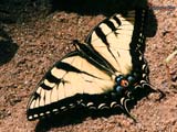 Papilio glaucus