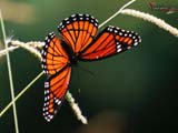 Limenitis archippus