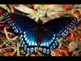 Limenitis arthemis