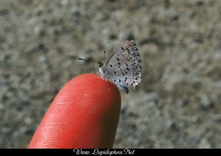 Celastrina argiolus - Spring Azure, Copyright 1999 - 2002,  Dave Morgan