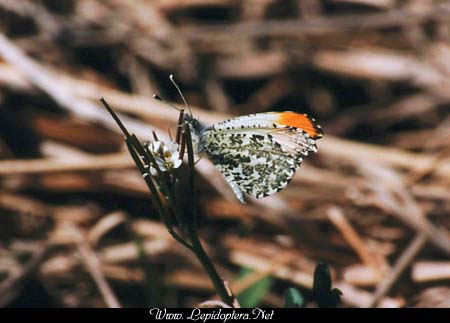 Anthocharis midea - Falcate Orangetip, Male, Copyright 1999 - 2002,  Dave Morgan