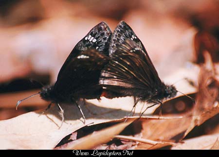 Erynnis horatius - Horace's Duskywing, En Copula, Copyright 1999 - 2002,  Dave Morgan