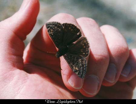 Erynnis juvenalis - Juvenal's Duskywing, Copyright 1999 - 2002,  Dave Morgan