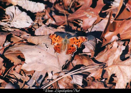 Polygonia comma - Eastern Comma, Copyright 1999 - 2002,  Dave Morgan