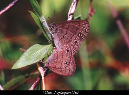 Hermeuptychia sosybius - Carolina Satyr, En Copula, Copyright 1999 - 2002,  Dave Morgan