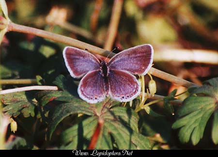 Everes comyntas - Eastern Tailed Blue, Copyright 1999 - 2002,  Dave Morgan