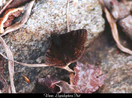 Erynnis brizo - Sleepy Duskywing, Copyright 1999 - 2002,  Dave Morgan