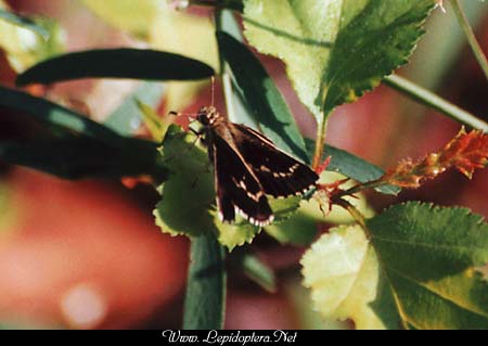 Amblyscirtes aesculapius - Lace-winged Roadside Skipper, Copyright 1999 - 2002,  Dave Morgan