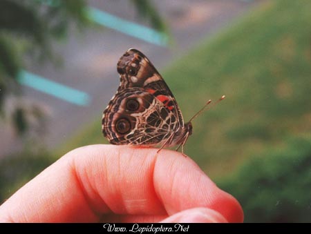 Vanessa virginiensis - American Lady, Copyright 1999 - 2002,  Dave Morgan