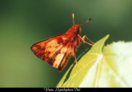 Poanes zabulon - Zabulon Skipper, Male, Copyright 1999 - 2002,  Dave Morgan