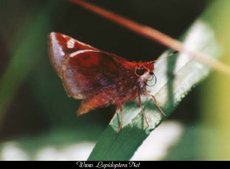 Poanes zabulon - Zabulon Skipper, Female, Copyright 1999 - 2002,  Dave Morgan