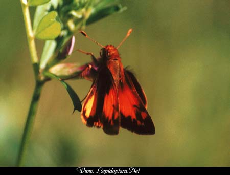 Poanes zabulon - Zabulon Skipper, Copyright 1999 - 2002,  Dave Morgan