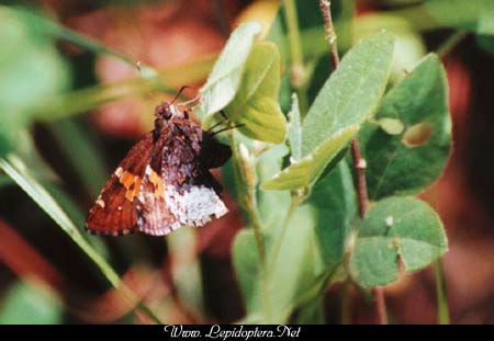 Achalarus lyciades - Hoary Edge, Ovipositing, Copyright 1999 - 2002,  Dave Morgan