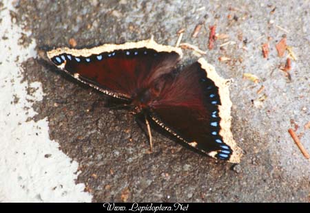 Nymphalis antiopa - Mourning Cloak, Copyright 1999 - 2002,  Dave Morgan