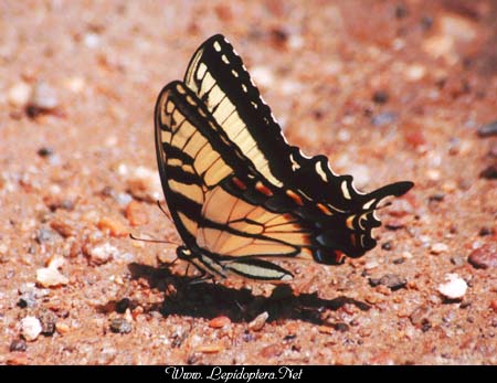 Papilio glaucus - Tiger Swallowtail, Male, Copyright 1999 - 2002,  Dave Morgan