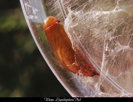 Epargyreus clarus - Sliver-spotted Skipper, Pupa, Copyright 1999 - 2002,  Dave Morgan