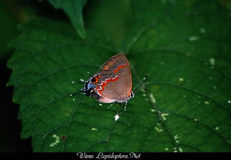 Calycopis cecrops - Red-banded Hairstreak, Copyright 1999 - 2002,  Dave Morgan