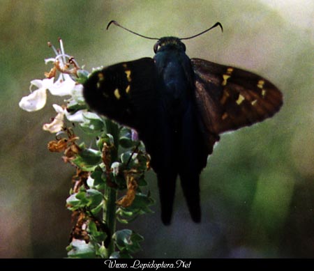 Urbanus proteus - Long-tailed Skipper, Copyright 1999 - 2002,  Dave Morgan