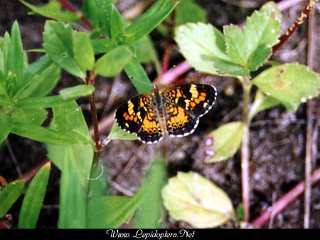 Phyciodes phaon - Phaon Crescent, Copyright 1999 - 2002,  Dave Morgan