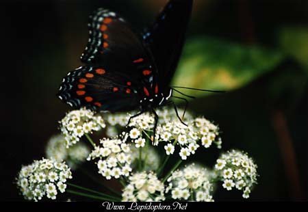 Limenitis arthemis astyanax - Red-spotted Purple, Copyright 1999 - 2002,  Dave Morgan