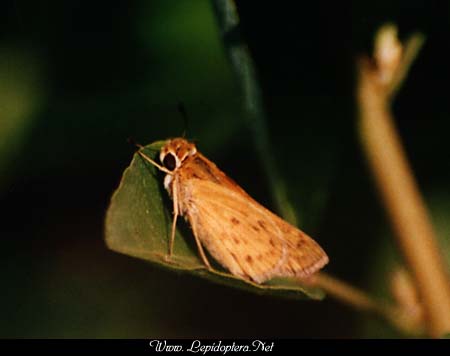 Hylephilia phyleus - Fiery Skipper, Copyright 1999 - 2002,  Dave Morgan