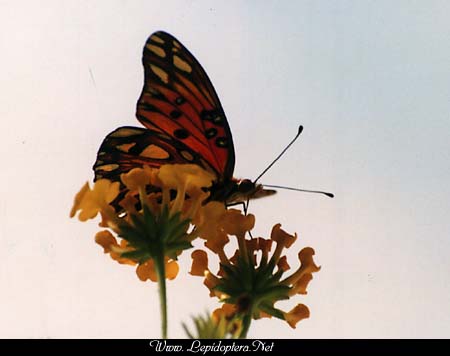 Agraulis vanillae - Gulf Fritillary, Copyright 1999 - 2002,  Dave Morgan