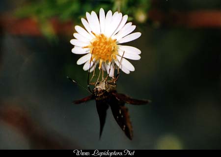 Lerema accius - Clouded Skipper, Copyright 1999 - 2002,  Dave Morgan