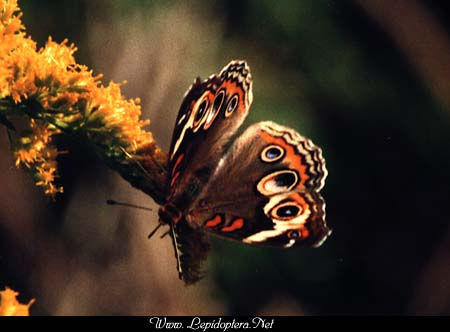 Junonia coenia - Buckeye, Copyright 1999 - 2002,  Dave Morgan