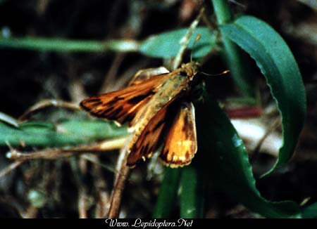 Hylephilia phyleus - Fiery Skipper, Copyright 1999 - 2002,  Dave Morgan