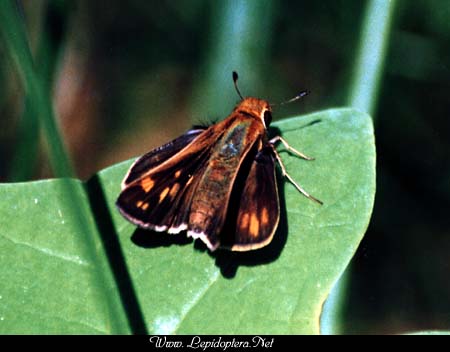 Hylephilia phyleus - Fiery Skipper, Copyright 1999 - 2002,  Dave Morgan