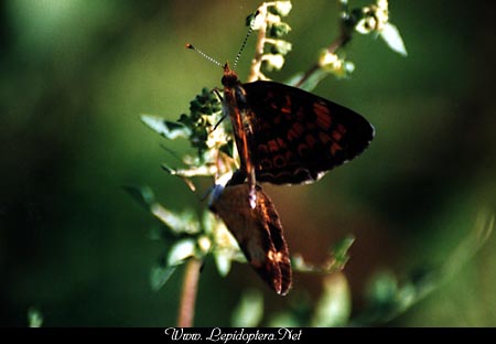 Phyciodes tharos - Pearl Crescent, En Copula, Copyright 1999 - 2002,  Dave Morgan