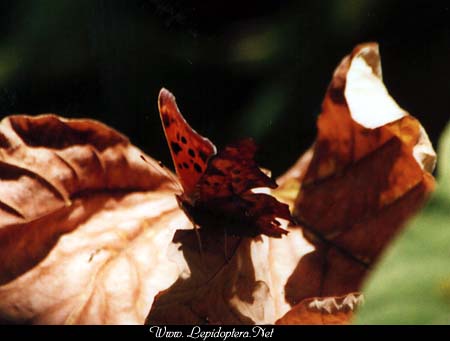 Polygonia interrogationis - Question Mark, Copyright 1999 - 2002,  Dave Morgan