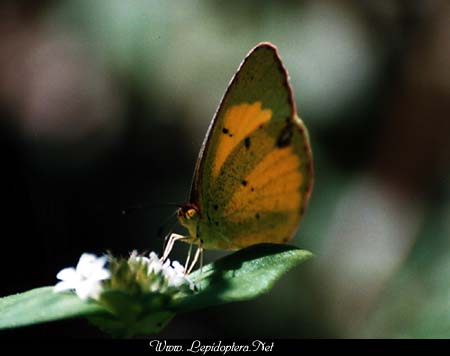 Eurema lisa - Little Yellow, Copyright 1999 - 2002,  Dave Morgan