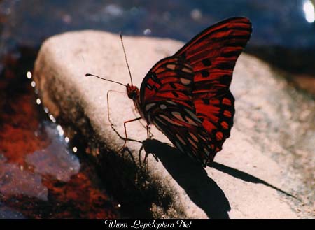 Agraulis vanillae - Gulf Fritillary, Copyright 1999 - 2002,  Dave Morgan