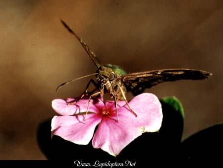 Urbanus proteus - Long-tailed Skipper, Copyright 1999 - 2002,  Dave Morgan