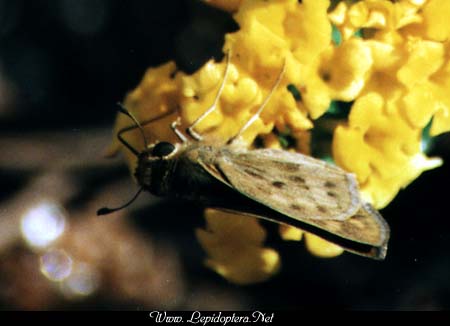 Hylephilia phyleus - Fiery Skipper, Copyright 1999 - 2002,  Dave Morgan