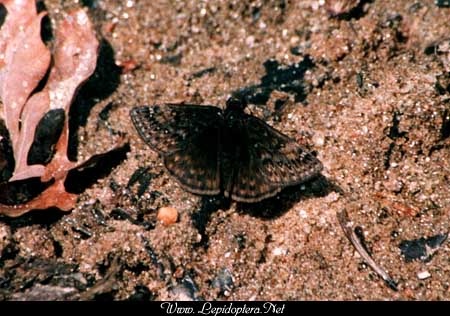 Erynnis juvenalis - Juvenal's Duskywing, Copyright 1999 - 2002,  Dave Morgan