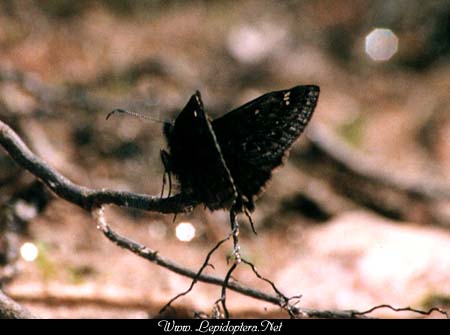 Erynnis juvenalis - Juvenal's Duskywing, Copyright 1999 - 2002,  Dave Morgan