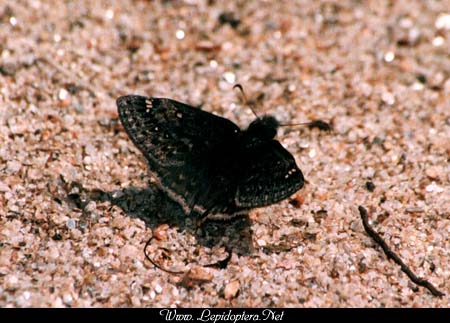 Erynnis juvenalis - Juvenal's Duskywing, Copyright 1999 - 2002,  Dave Morgan