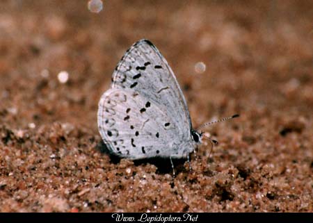 Celastrina argiolus - Spring Azure, Copyright 1999 - 2002,  Dave Morgan