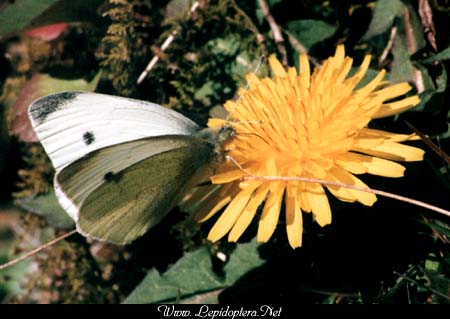 Pieris rapae - Cabbage Butterfly, Copyright 1999 - 2002,  Dave Morgan