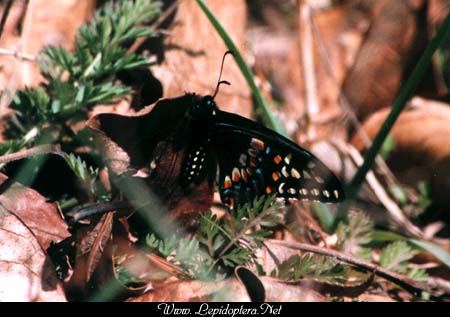 Papilio polyxenes - Black Swallowtail, Copyright 1999 - 2002,  Dave Morgan