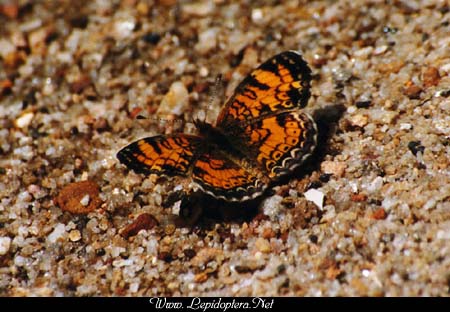 Phyciodes tharos - Pearl Crescent, Copyright 1999 - 2002,  Dave Morgan