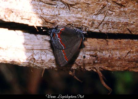 Calycopis cecrops - Red-banded Hairstreak, Copyright 1999 - 2002,  Dave Morgan