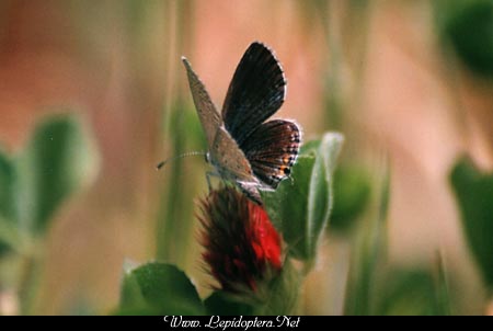 Everes comyntas - Eastern Tailed Blue, Ovipositing, Copyright 1999 - 2002,  Dave Morgan