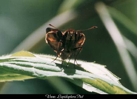 Poanes zabulon - Zabulon Skipper, Copyright 1999 - 2002,  Dave Morgan