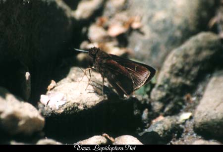 Lerema accius - Clouded Skipper, Copyright 1999 - 2002,  Dave Morgan