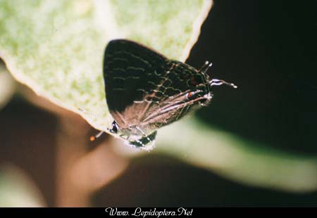 Satyrium liparops - Striped Hairstreak, Copyright 1999 - 2002,  Dave Morgan