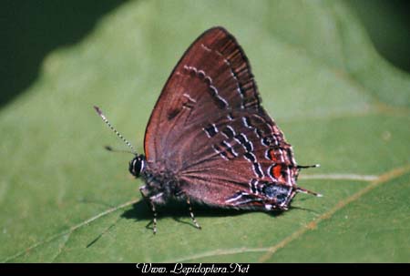 Satyrium calanus - Banded Hairstreak, Copyright 1999 - 2002,  Dave Morgan